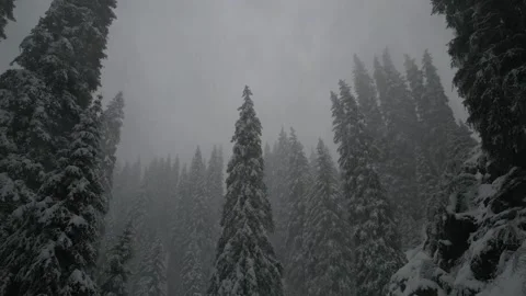 A blizzard in the winter forest, fir trees are swaying from snow and wind, a Stock Footage 242864112
