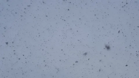 Blizzard Winter Magic Scene, Close-Up. Stock Footage 304472215