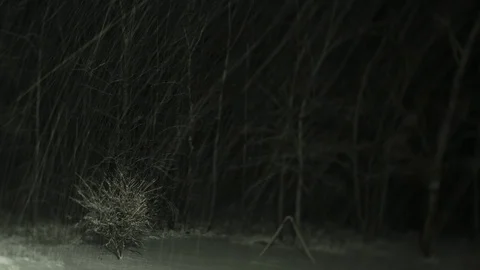 Blizzard in the Woods, Night Time Lapse, pull out to wide view Stock Footage 89774920