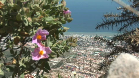 Blloming plants Stock Footage 398260