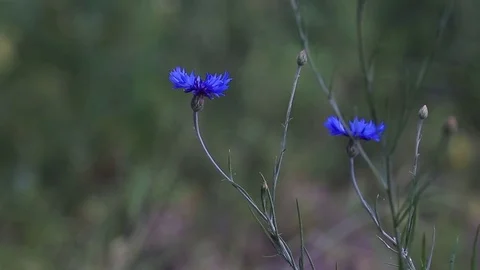 Bllue cornflowers in the field Stock Footage 78773505