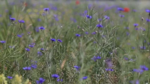 Bllue cornflowers in the field Stock Footage 80067455