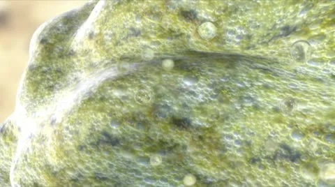 Blobby Organic Thing Stock Footage 10753237