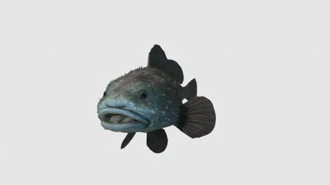 Blobfish isolated on transparent background. Stock-Footage 292398091