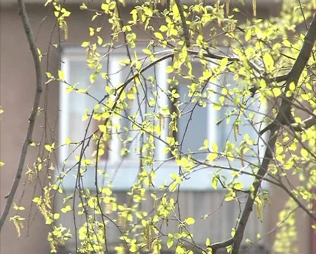 Block apartment birch Stock Footage 10862173