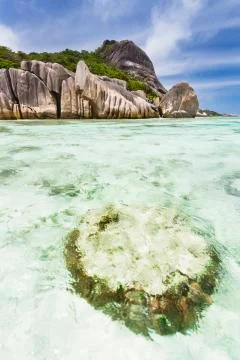 A block of coral in the lagoon of Anse Source D'Argent in La Digue, Seychelle Photos