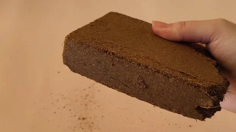 A block of dry pressed coconut substrate in a womans hand on a pink background Stock Footage 323685972