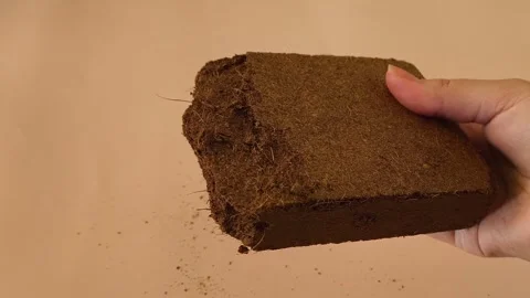 A block of dry pressed coconut substrate in a womans hand on a pink background Stock Footage 323686115