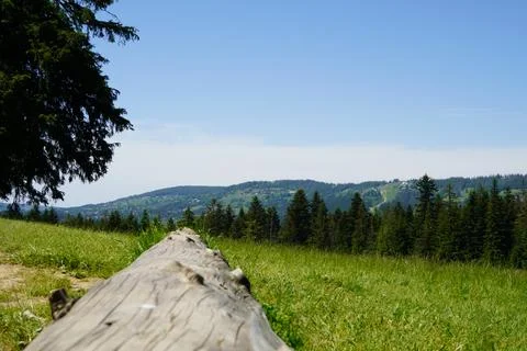 Block of dry trees Stock Photos