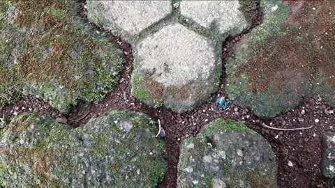 Block paving covered with green moss Stock Footage 284442914