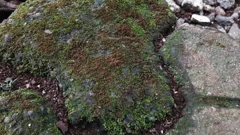 Block paving covered with green moss Stock Footage 285834752