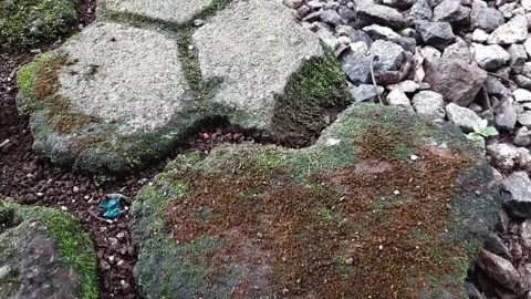 Block paving covered with green moss Stock Footage 285834777