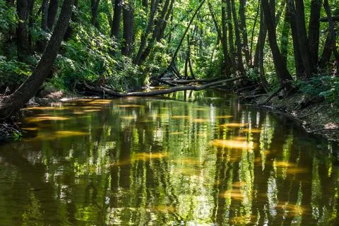 Blockage of fallen trees on a small forest river Stock Photos