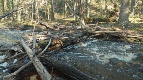 Blockage on the forest river from fallen trees Stockbeeldmateriaal 194941680