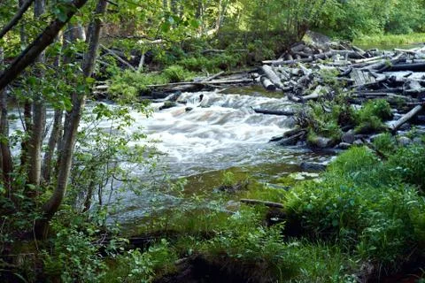 Blockage on the river in the forest. Foto stock