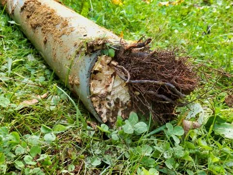 Blocked drainage pipe. Stock Photos