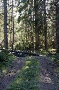Blocked forest road Stock Photos