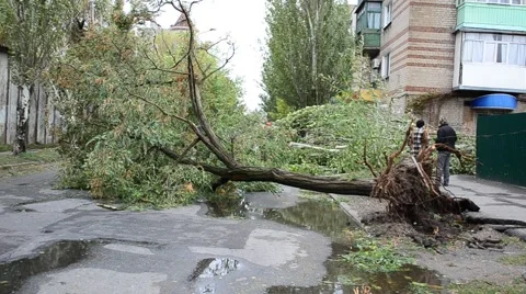 The blocked road the fallen trees. Stock-Footage 42050387
