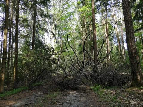 Blocking  way  with  broken tree Stock Photos