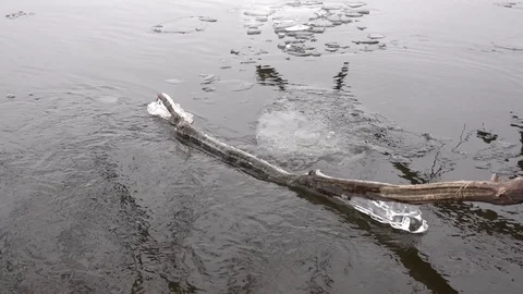 Blocks of ice floating in the river Stock Footage 123177856