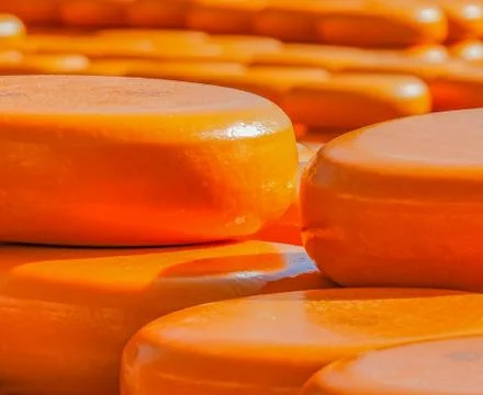 Blocks of round cheese Stock Photos