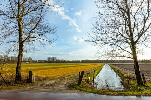 Bloeming tulip flower fields in the netherlands sesonal bulb flower background Stock Photos