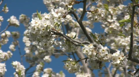 Bloming apple tree branches swaying in the wind Video stock 521933
