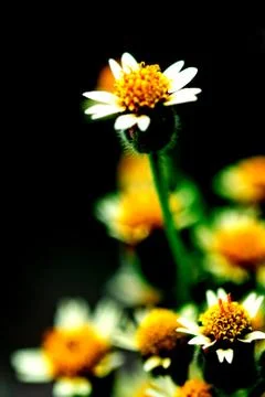 Bloming flower of grass Stock Photos