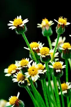 Bloming flower of grass Stock Photos