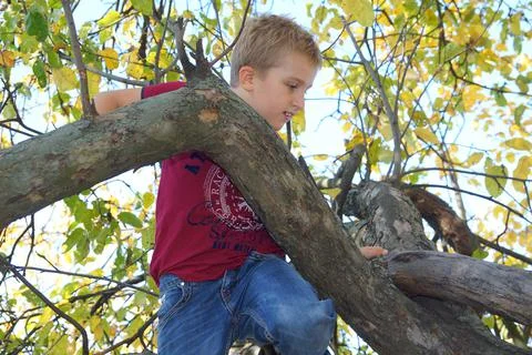 A blond boy climbs a tree. Foto stock
