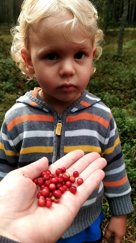 A blond boy eats red berries in the forest on the palm of his mother Stock Footage 160335923