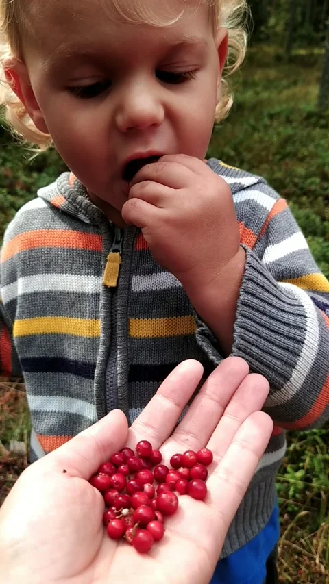 A blond boy eats red berries in the forest on the palm of his mother Stock Footage 160335960