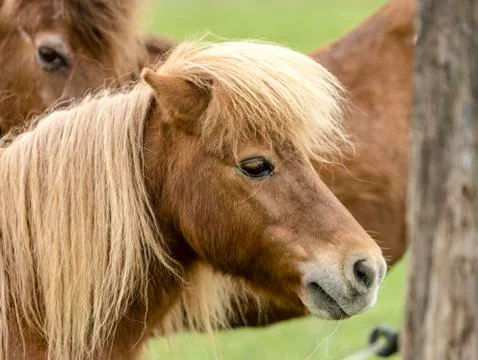 Blond boy Stock Photos
