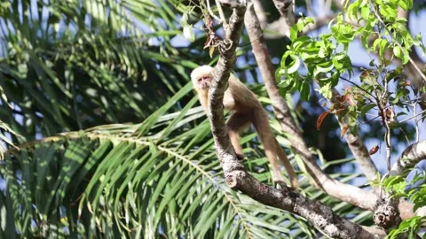 Blond capuchin move in atlantic rainforest tree and jump away Stock Footage 167555688