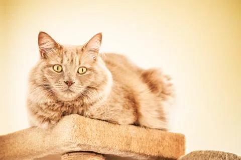 Blond cat is resting in the scratching post Stock Photos