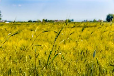 Blond corn field Foto stock