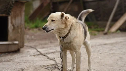 Blond dog voice barks at camera Stock Footage 129625355