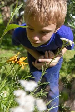 Blond-haired boy examines an insect on flower in summer garden Stock Photos