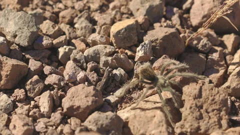Blond Tarantula Walking in Desert Landscape Stock Footage 308384694