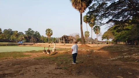 Blond two-year-old boy goes for geese, near the lake  Stock Footage 105808587