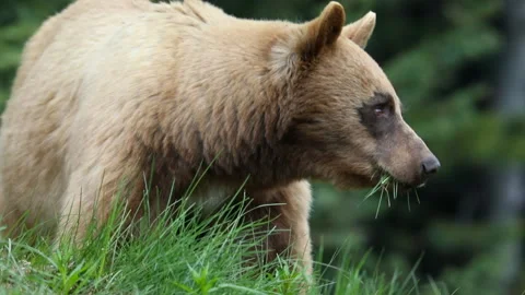 Blonde bear eating Stock Footage 153115376