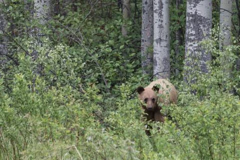 Blonde bear Foto stock