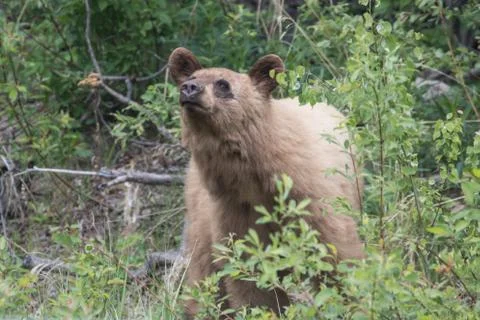 Blonde bear Stock Photos