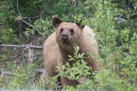 Blonde bear Stock Photos
