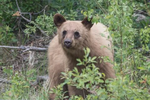 Blonde bear Stock Photos