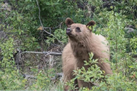 Blonde bear Stock Photos