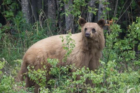 Blonde bear Stock Photos