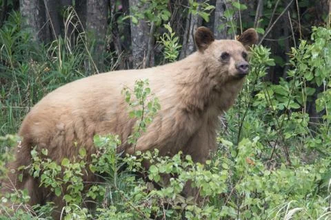 Blonde bear Stock Photos