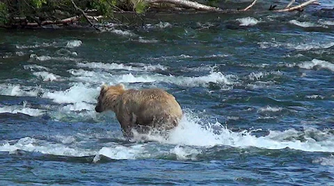 Blonde Colored Brown Bear Runs and Dives at Fish in Rapids Stock Footage 51077233