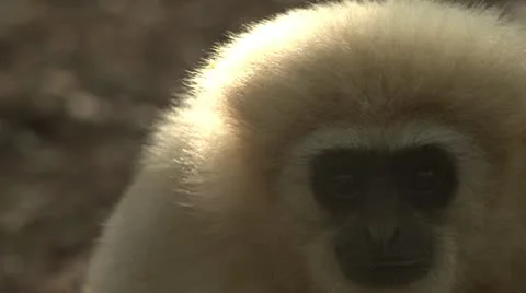 Blonde gibbon monkey close up Stock Footage 10979428